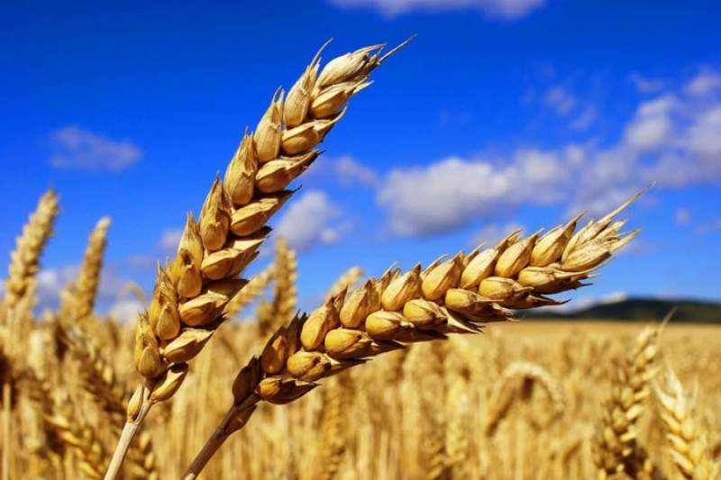 پیش‌بینی خرید ۸۸۰ هزار تن گندم مازاد بر نیاز کشاورزان کردستانی